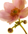Anemone II